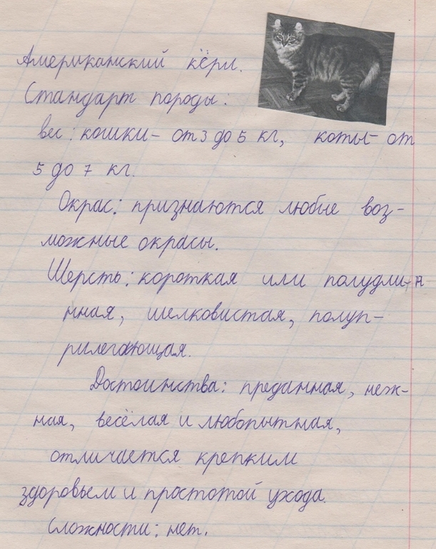Кошки