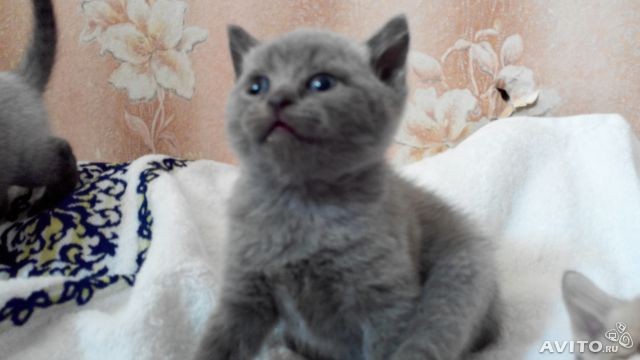 Смотрите)))))