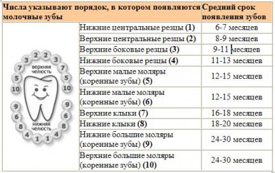 порядок прорезывания зубов
