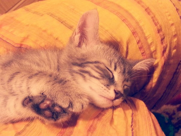 Отдам котёнка 1,5 мес мальчик. Саратов-Энгельс
