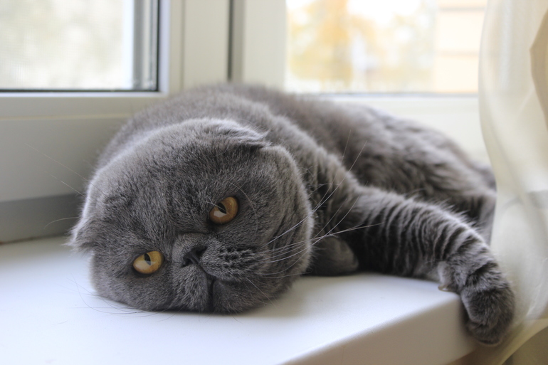 Котик