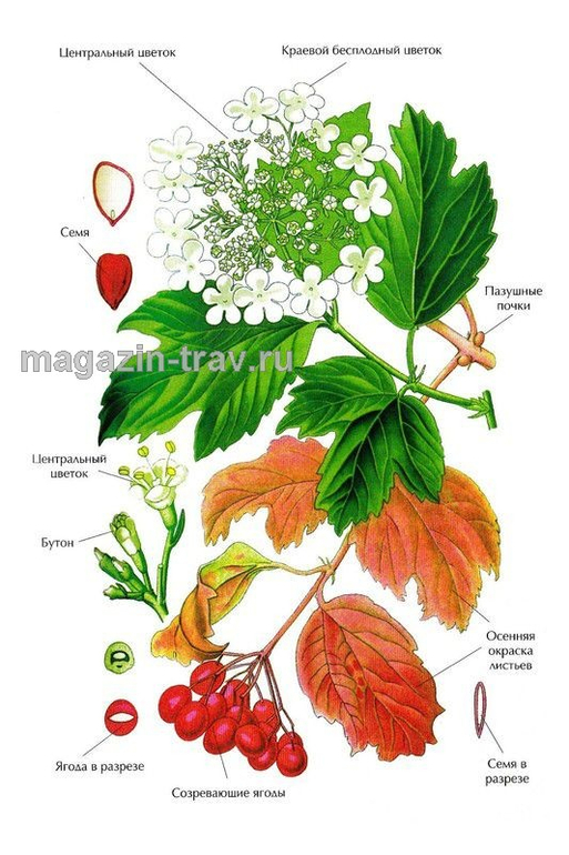Растения