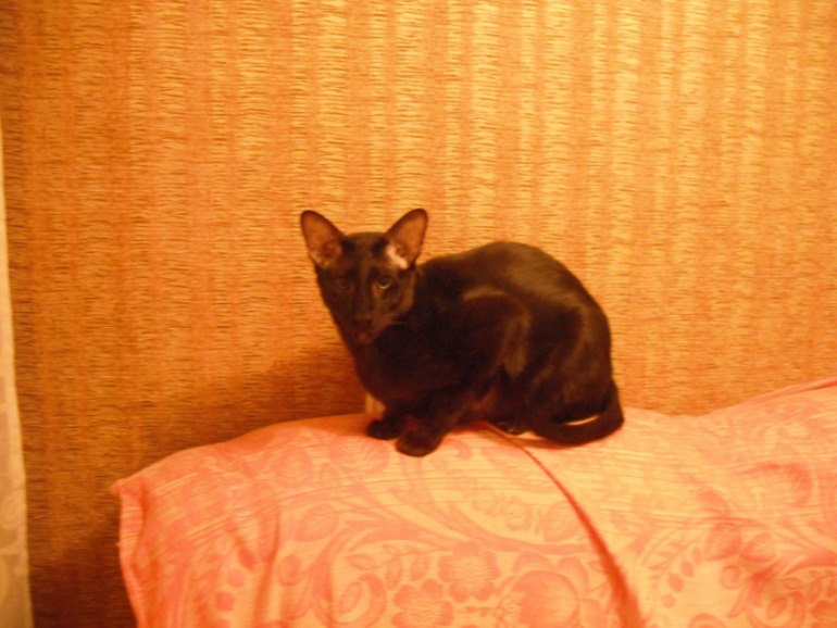 Мой кот Дали