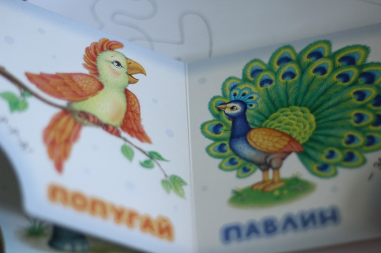 Птицы