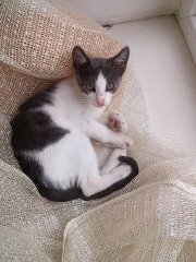а мы взяли котейку))