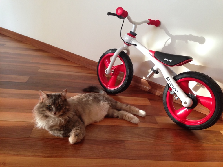 Беговел Joovy Bicycoo