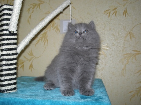Британец хайлендер кот