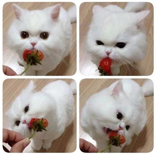 Котик и Клубничка