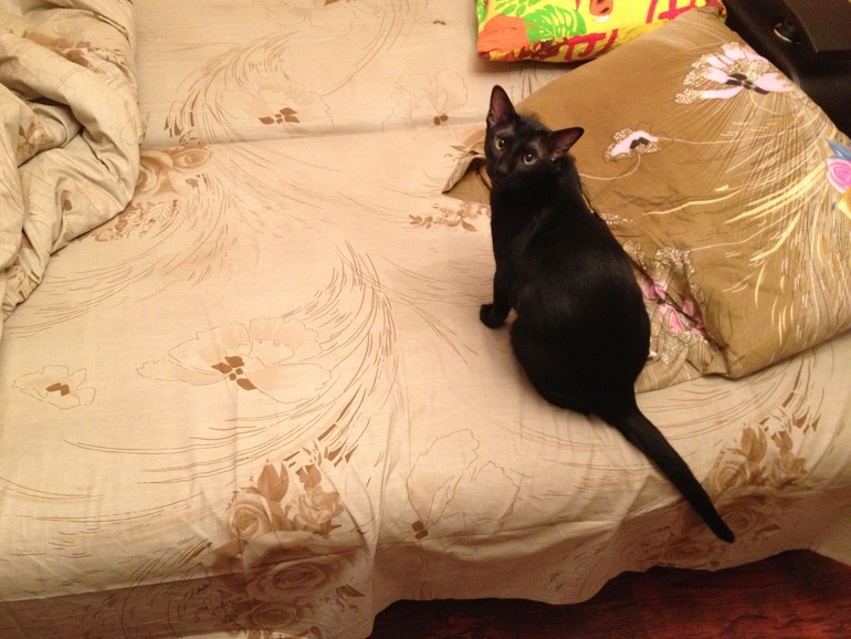 Наш котик