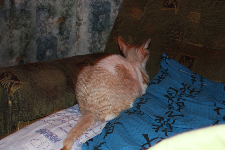 Котейка Фентос : ) Феня
