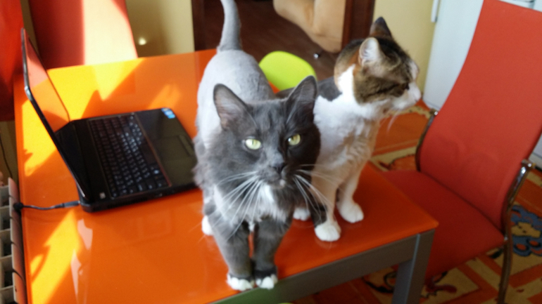 Коты стриженные обсохшие