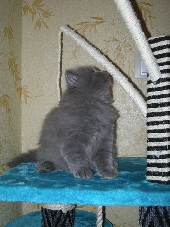 Британец хайлендер кот