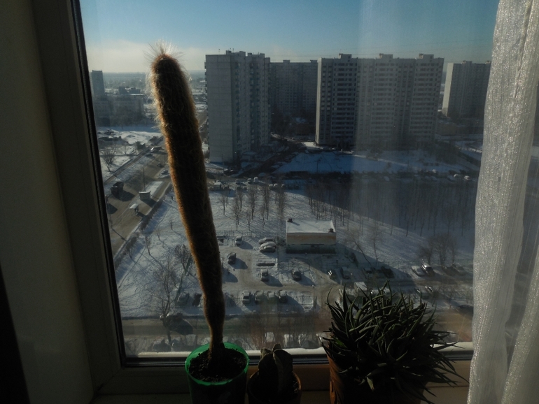Хвастики