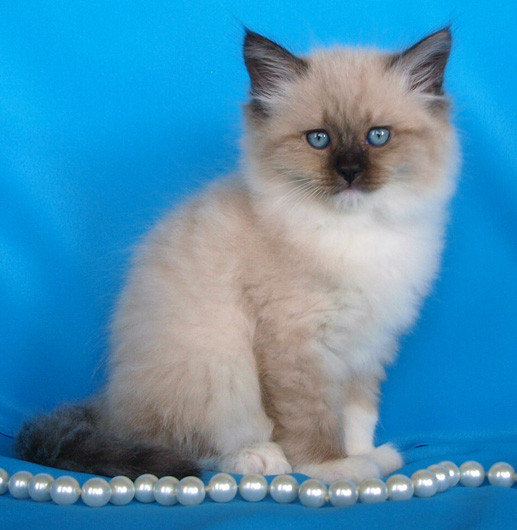Моя любимая кошечка