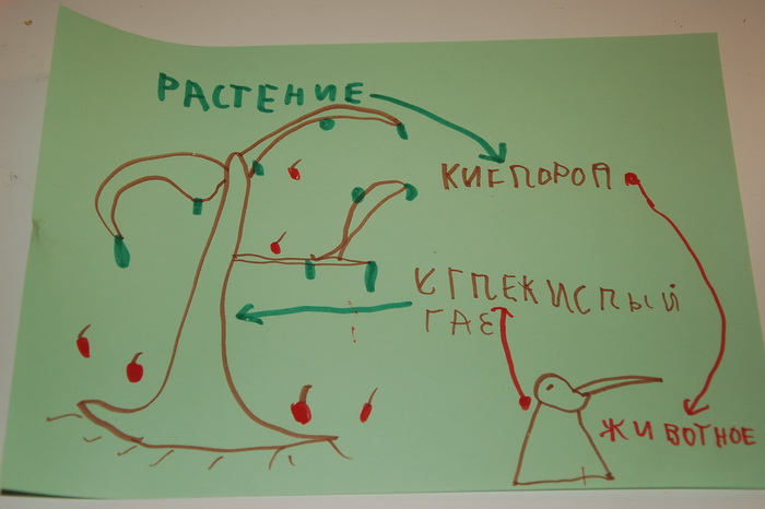 Музей Дарвина