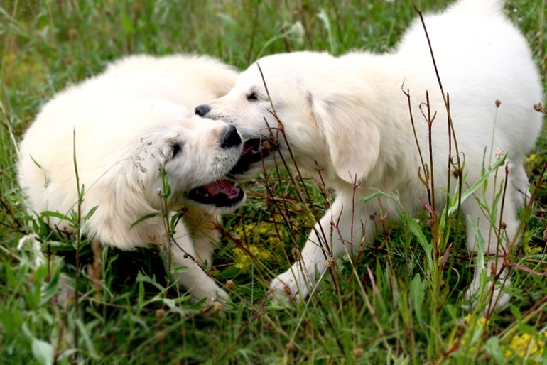 Щенки лабрадора и золотистого ретривера