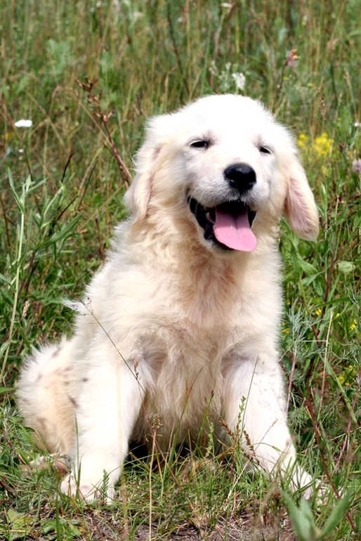 Щенки лабрадора и золотистого ретривера