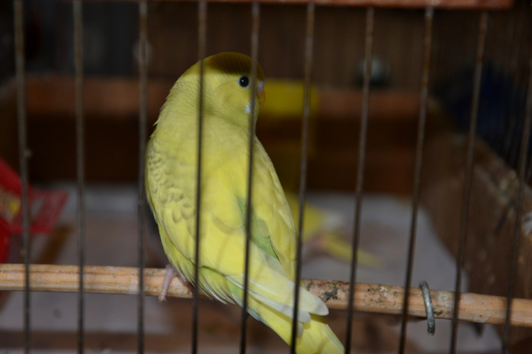 Птенцы волнистых попугайчиков