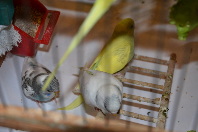 Птенцы волнистых попугайчиков