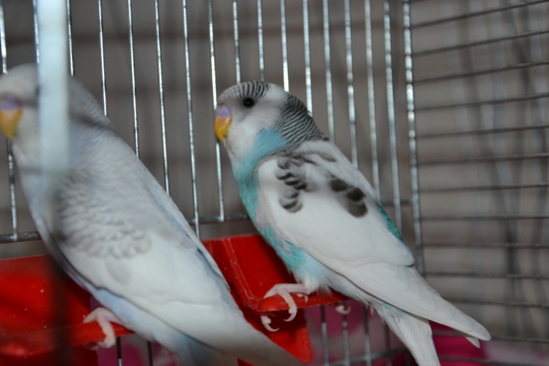 Птенчики (осталось трое, но и те скоро переедут в новый дом)