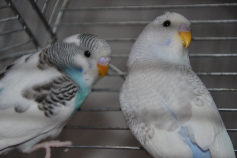 Птенчики (осталось трое, но и те скоро переедут в новый дом)