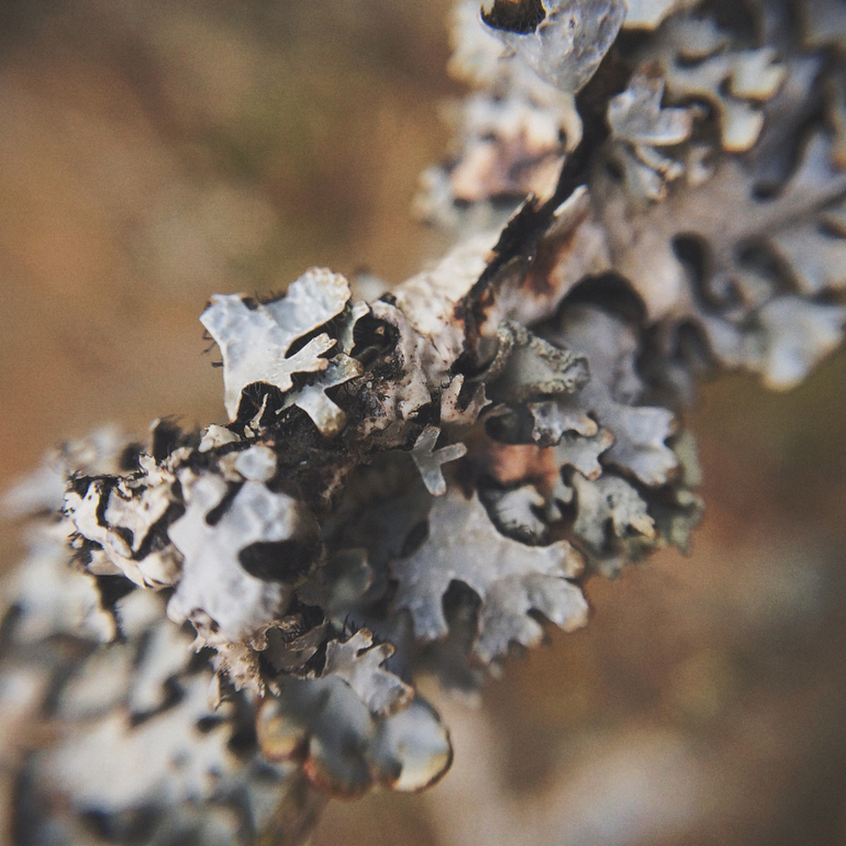 Телефонофотострасть