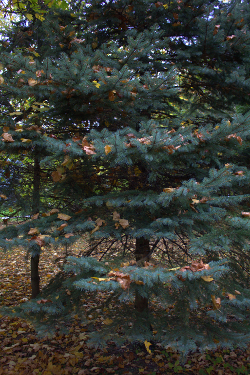 Минск. Осень 2013 г