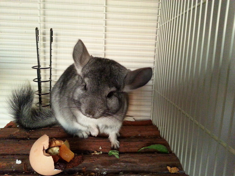 Мой шушик Стёпка)