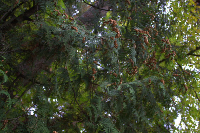 Минск. Осень 2013 г