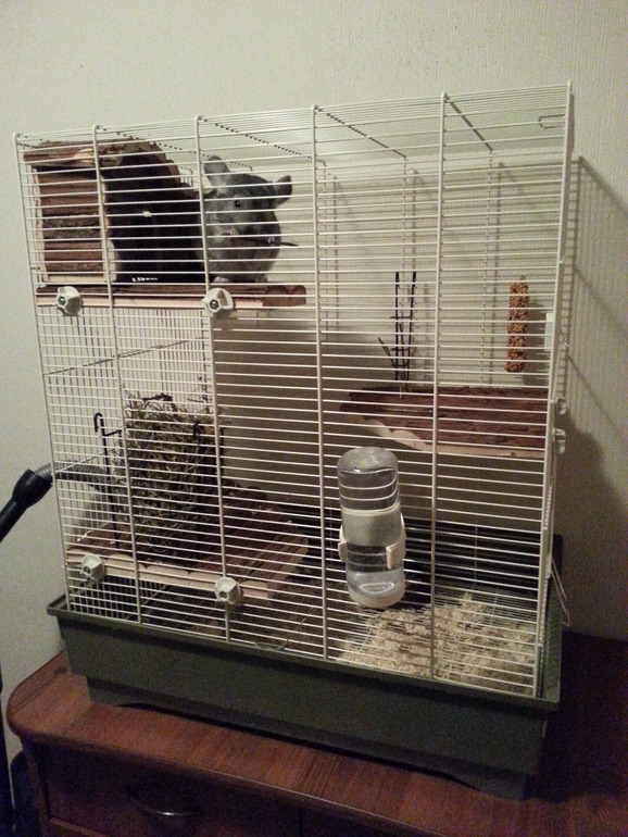 Наш Стёпка переехал в пентхаус)))