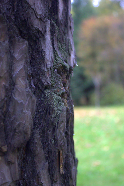 Минск. Осень 2013 г