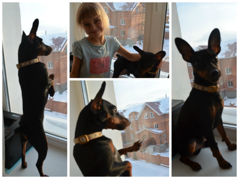 Наш подросший цверг Сэм!