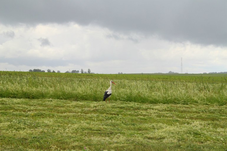 Автопутешествие в Беларусь, день 5...