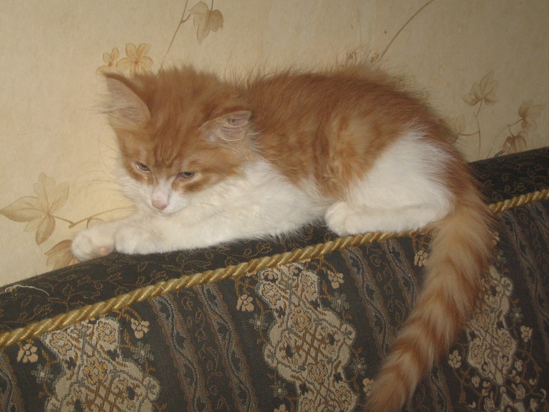 Мой сумасшедший дом.