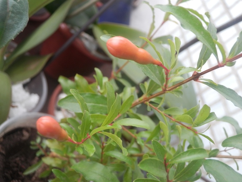 Зеленые жители