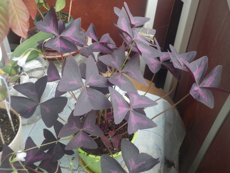 Зеленые жители