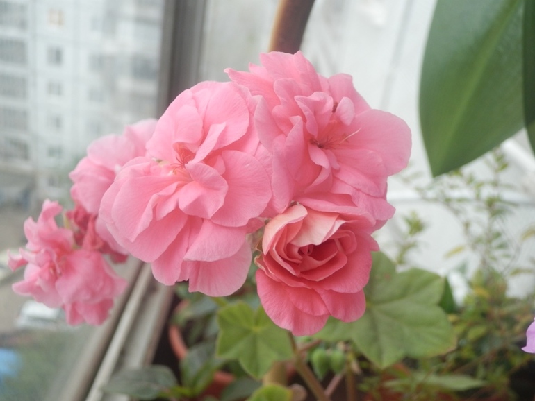 Зеленые жители