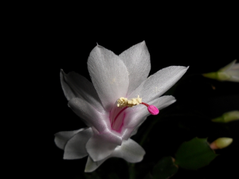 Аватар сообщества!