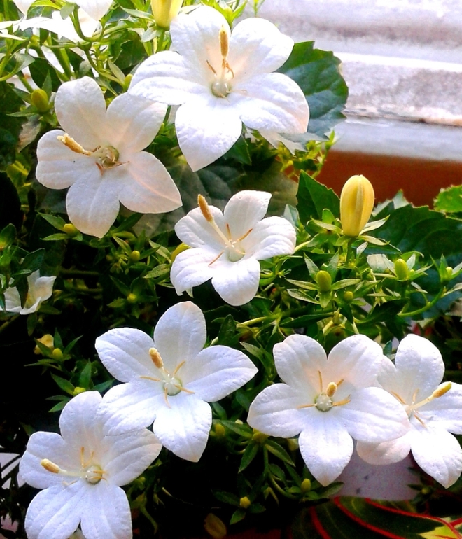 Аватар сообщества!