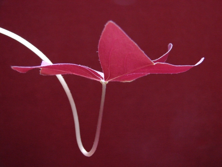 Аватар сообщества!