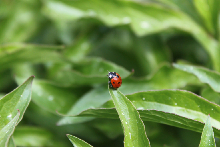 Насекомушки