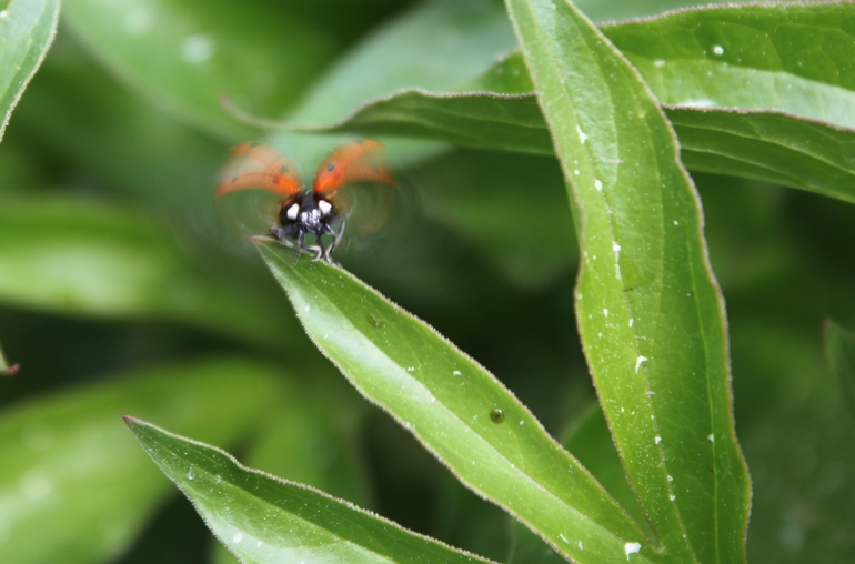 Насекомушки