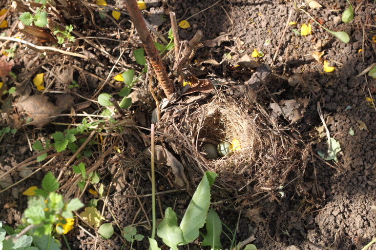 Насекомушки