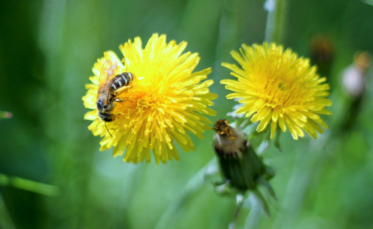 Насекомушки