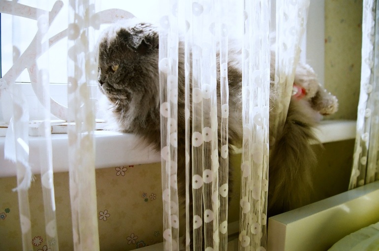 Мои коты-Макс и Матрос :)