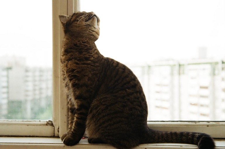 Мои коты-Макс и Матрос :)