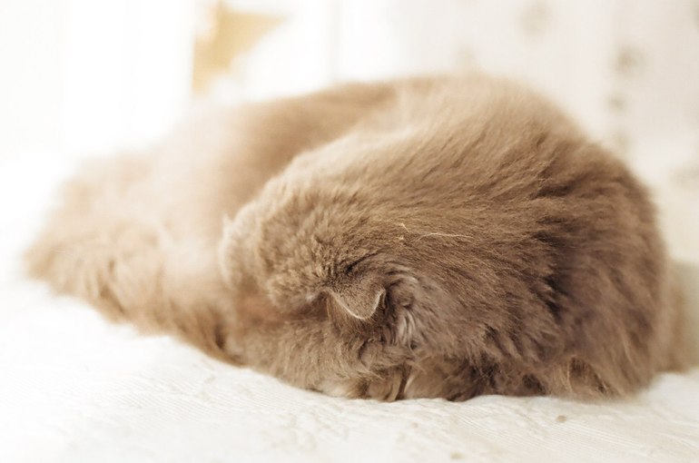 Мои коты-Макс и Матрос :)