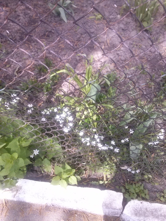 Делюсь теплом весенним:)