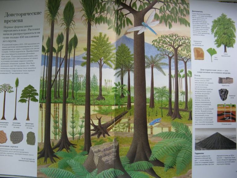 Большая книга о лесах и деревьях