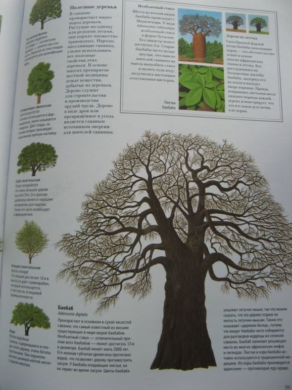 Большая книга о лесах и деревьях